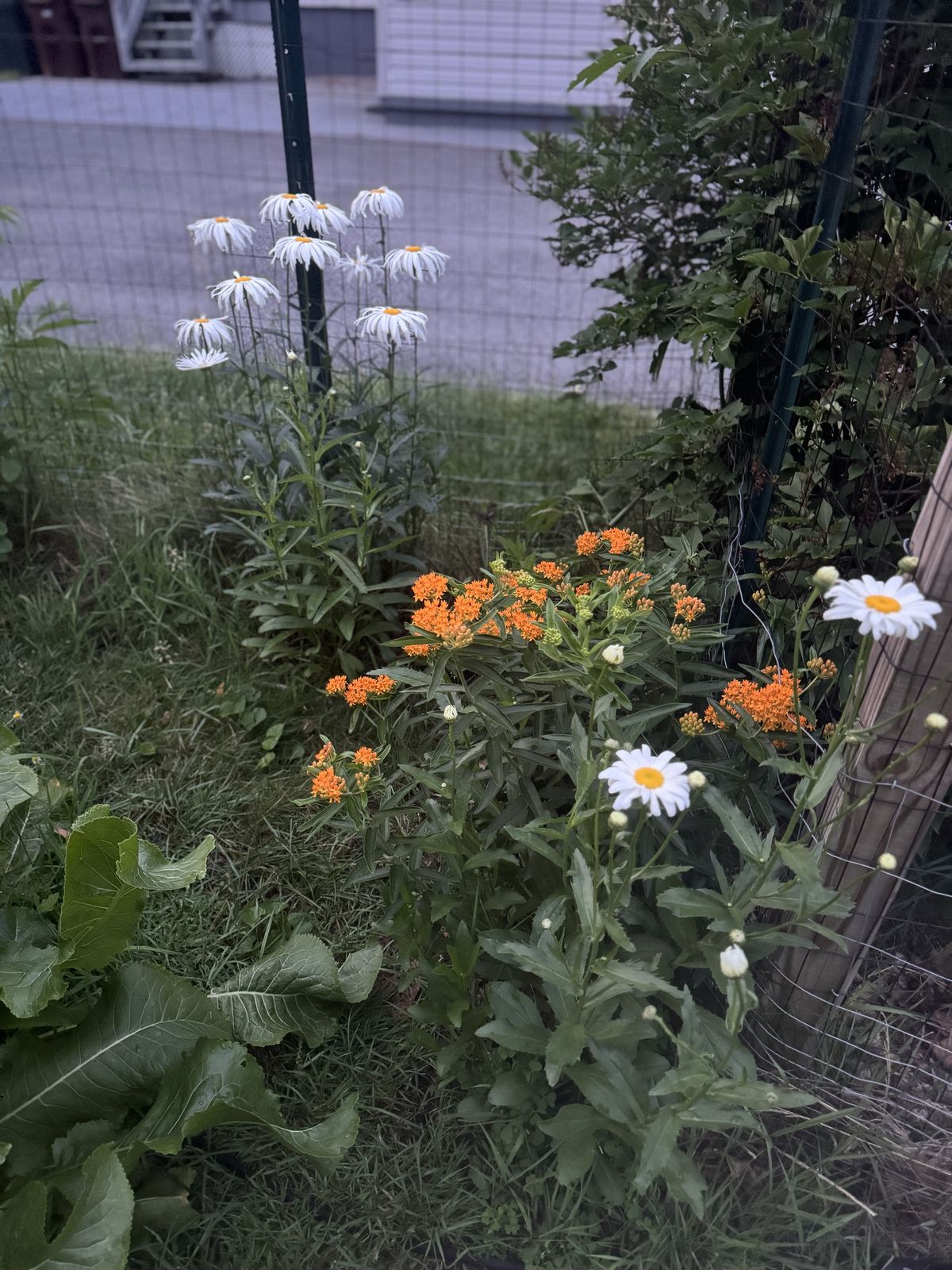 Orange butterfly weed with daisies