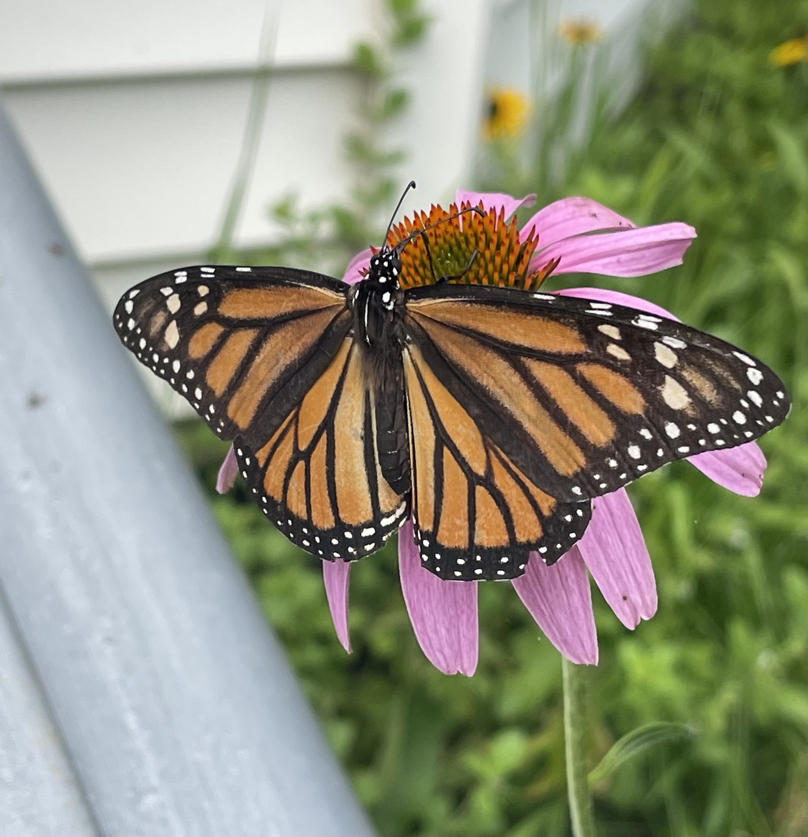 Monarch butterfly with wings open on a pink coneflower