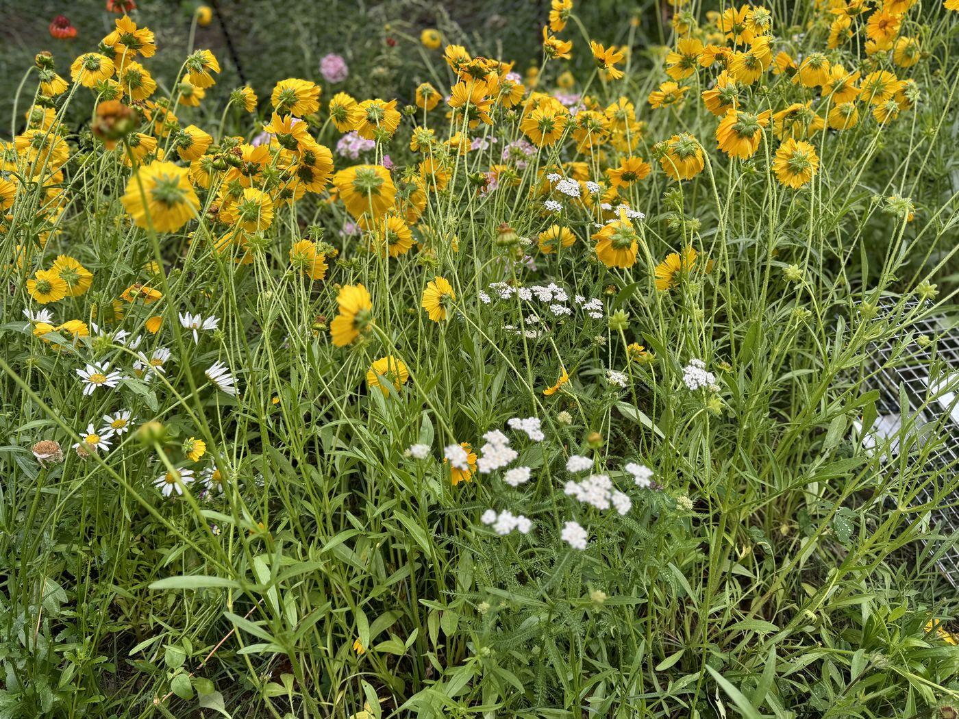 Drifts of yellow native coneflowers in a meadow planting